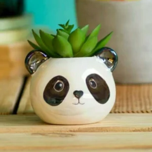Panda Grove